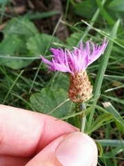 Centaurea jacea