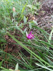 Centaurea jacea
