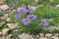 Erigeron pinnatisectus