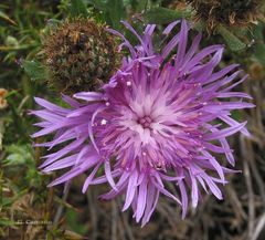 Centaurea corcubionensis