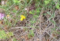 Centaurea corcubionensis