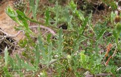 Centaurea corcubionensis