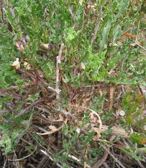 Centaurea corcubionensis