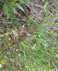 Centaurea corcubionensis