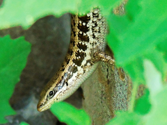 Heremites auratus