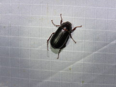 Phyllophaga bilobatata