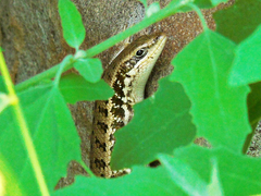 Heremites auratus