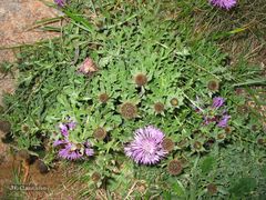Centaurea corcubionensis