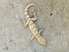 Mediodactylus heterocercus