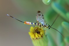 Syzeuctus tigris