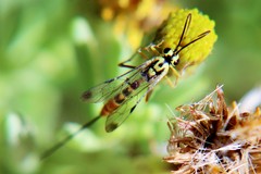 Syzeuctus tigris