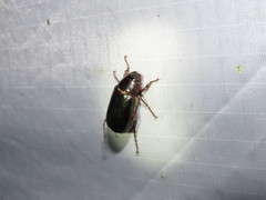 Phyllophaga bilobatata