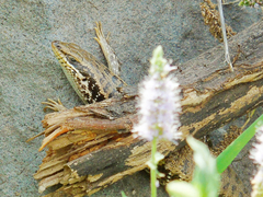 Heremites auratus