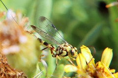 Syzeuctus tigris