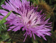 Centaurea corcubionensis