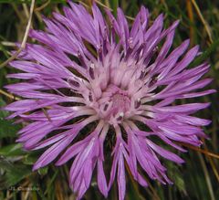 Centaurea corcubionensis