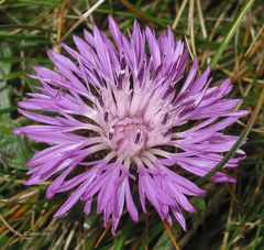 Centaurea corcubionensis