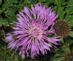 Centaurea corcubionensis