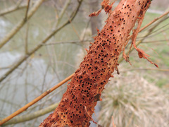 Rabdophaga saliciperda