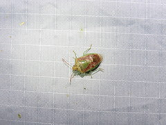 Banasa subcarnea