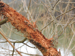 Rabdophaga saliciperda