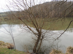 Rabdophaga saliciperda