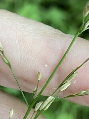 Glyceria nemoralis