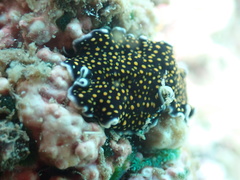 Pseudoceros microcelis