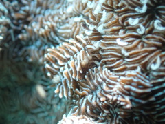 Phestilla fuscostriata