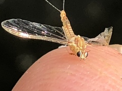 Ephemeroptera
