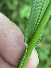 Glyceria nemoralis