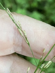 Glyceria nemoralis