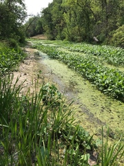 Sagittaria brevirostra