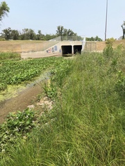 Sagittaria brevirostra