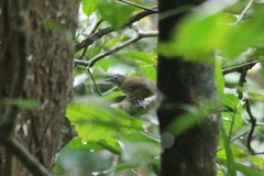 Illadopsis fulvescens