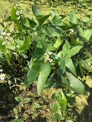Sagittaria brevirostra