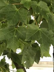 Acer rubrum