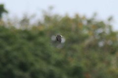 Pseudhirundo griseopyga