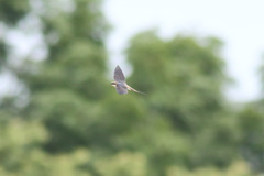 Pseudhirundo griseopyga