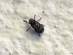 Euparius subtesselatus