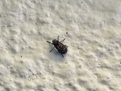 Euparius subtesselatus
