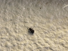 Euparius subtesselatus