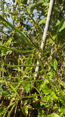 Baccharis trimera