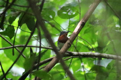 Platysteira castanea