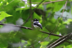 Platysteira castanea