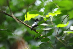 Platysteira castanea