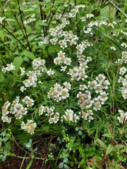 Achillea salicifolia