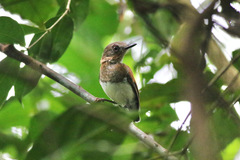 Platysteira castanea