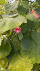 Pavonia malacophylla