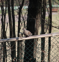 Streptopelia orientalis